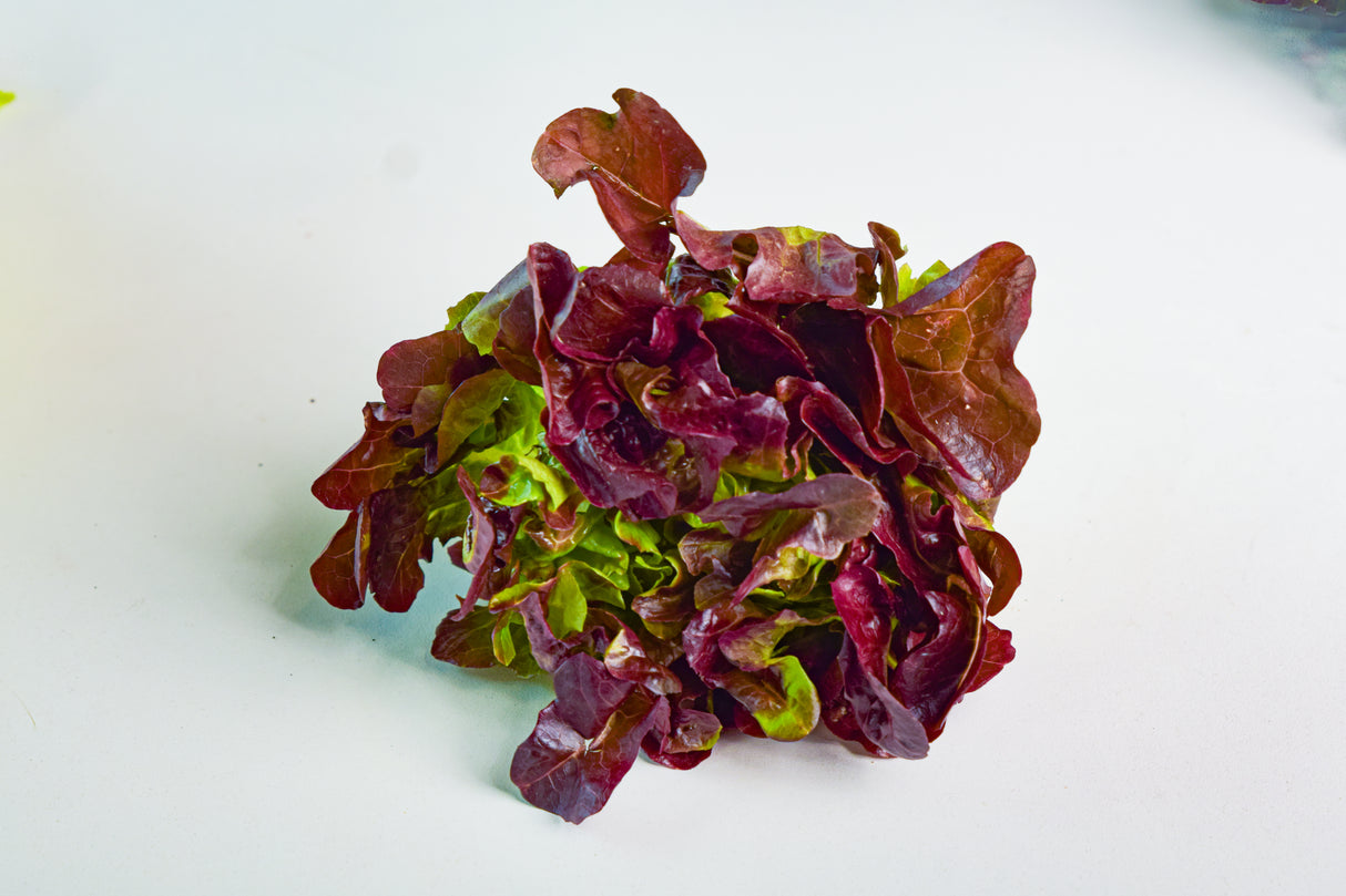 ผักออแกนิก เรดโอ๊ค