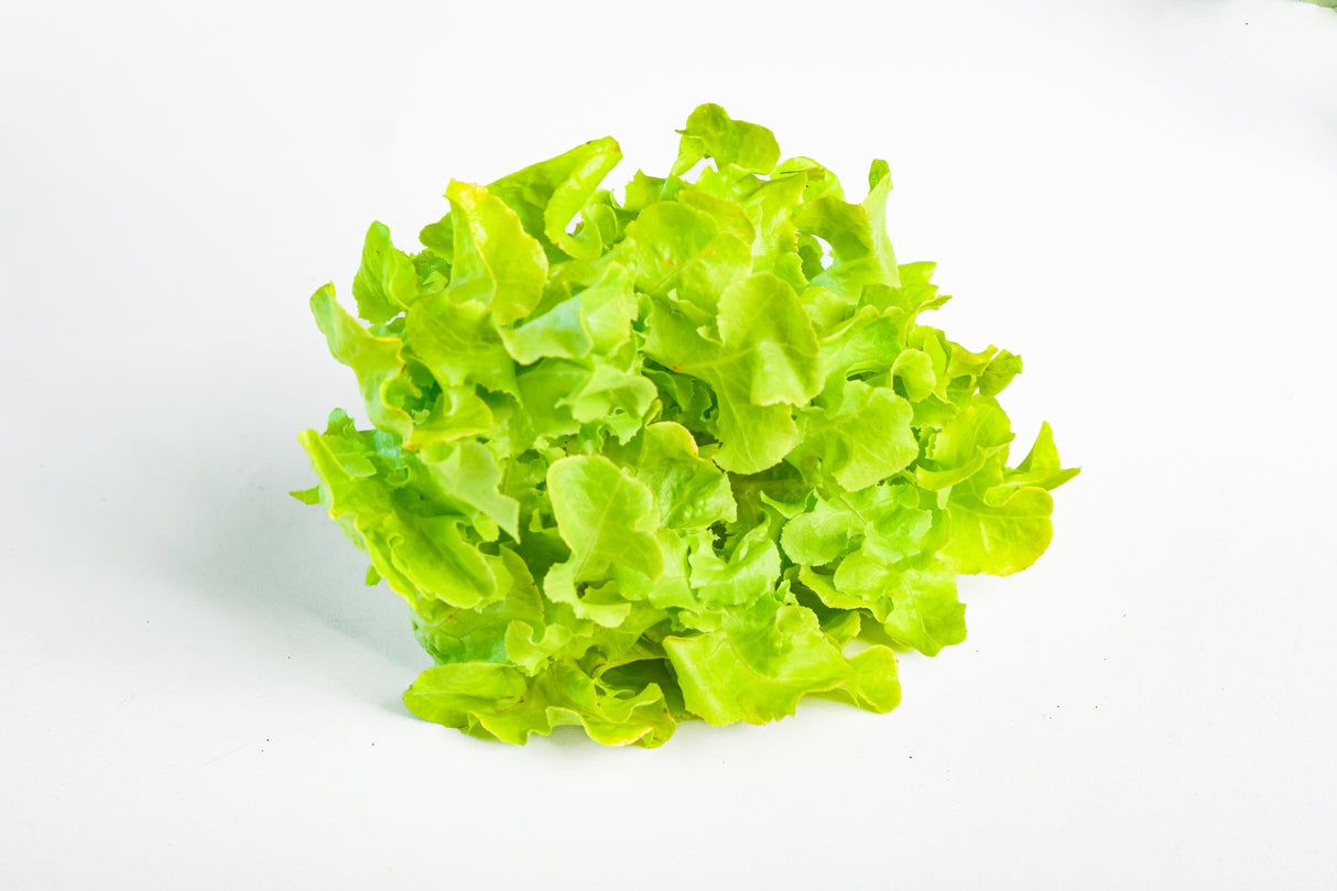 ผักออแกนิก กรีนโอ๊ค