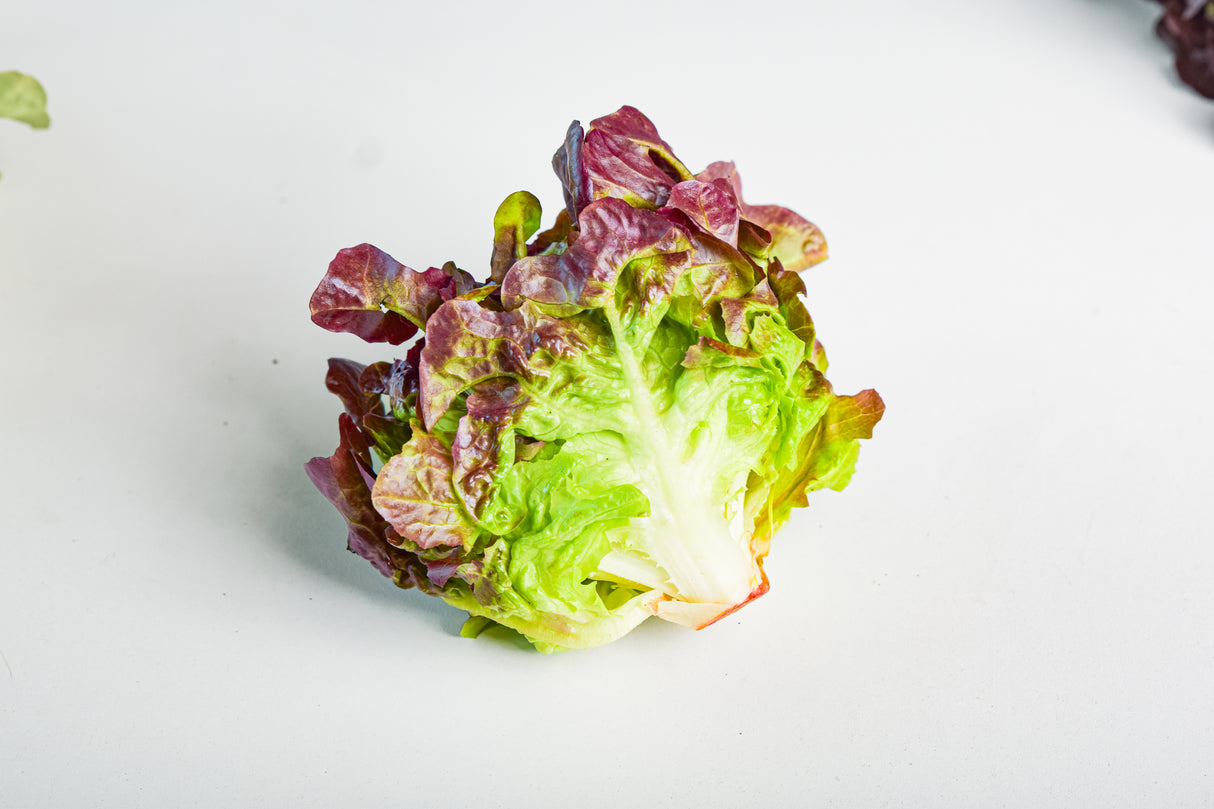 ผักออแกนิก เรดโอ๊ค