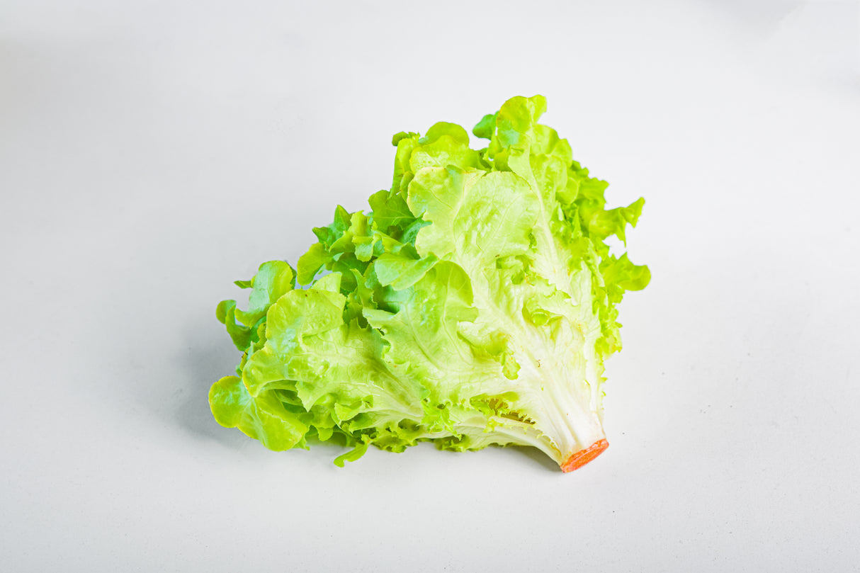 ผักออแกนิก กรีนโอ๊ค