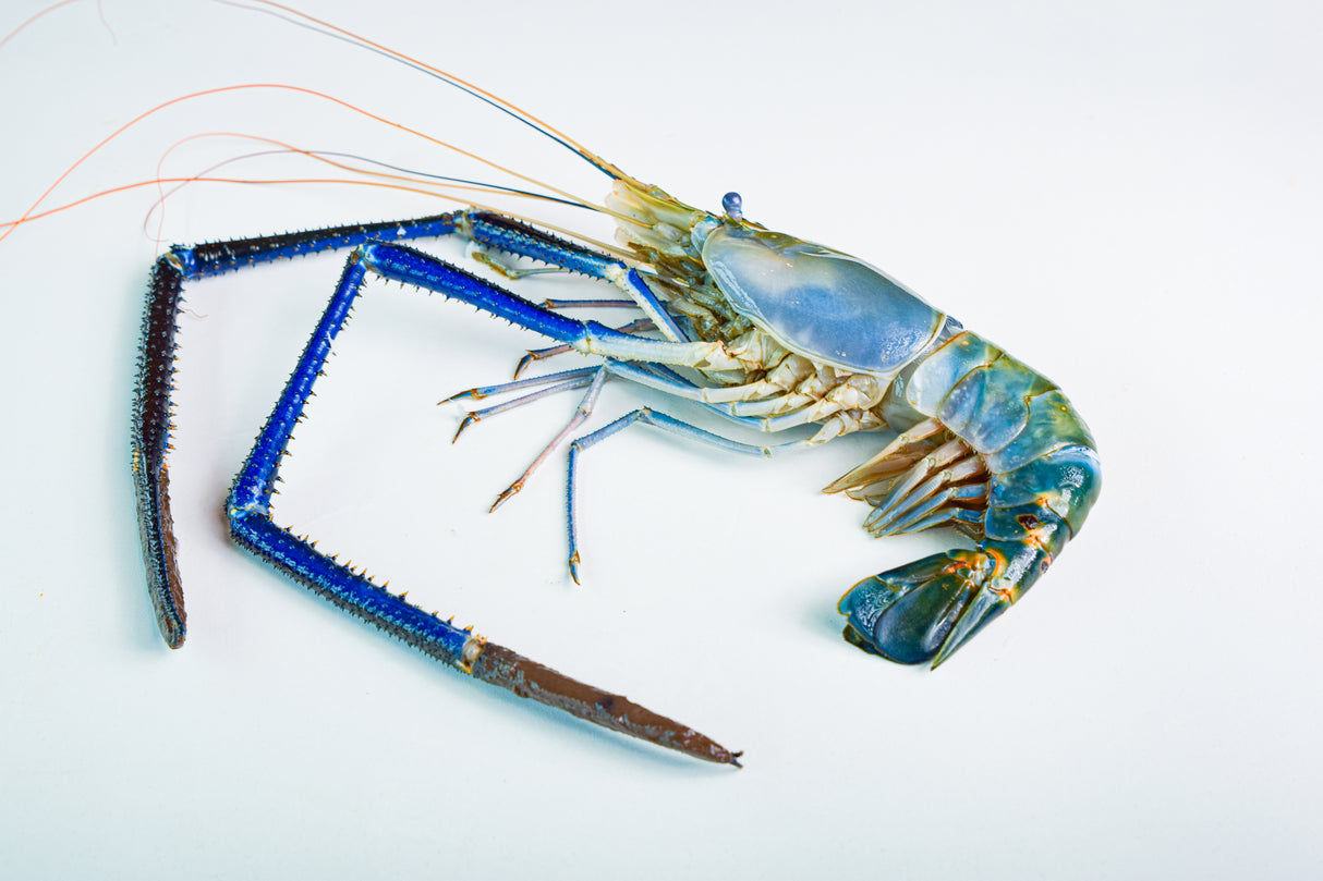 กุ้งเเม่น้ำ