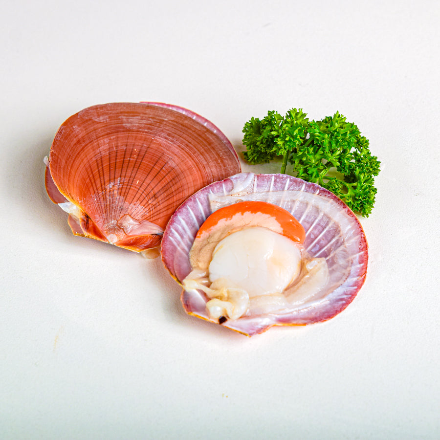 หอยเชลล์