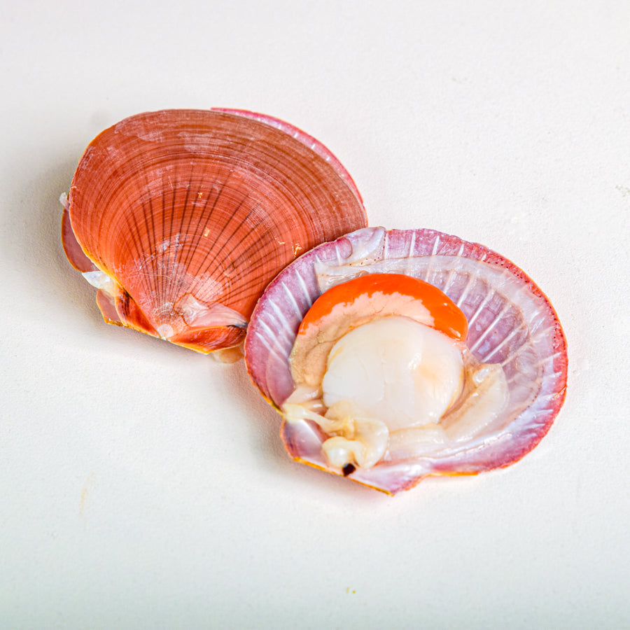 หอยเชลล์