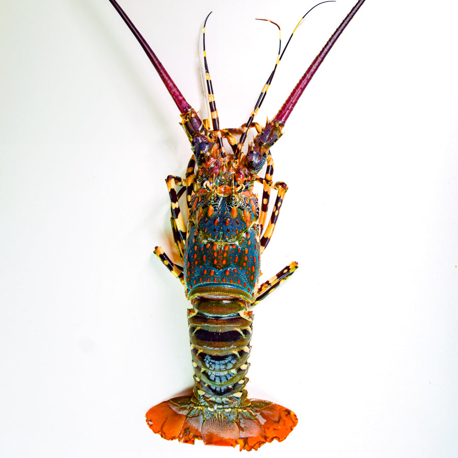 กุ้งมังกร 7 สี