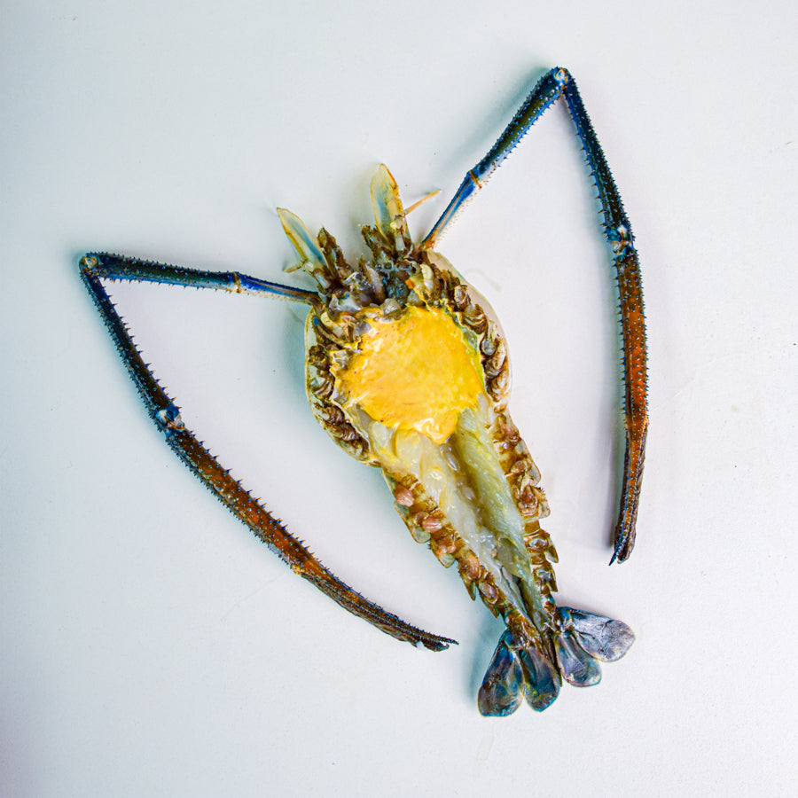 กุ้งเเม่น้ำ